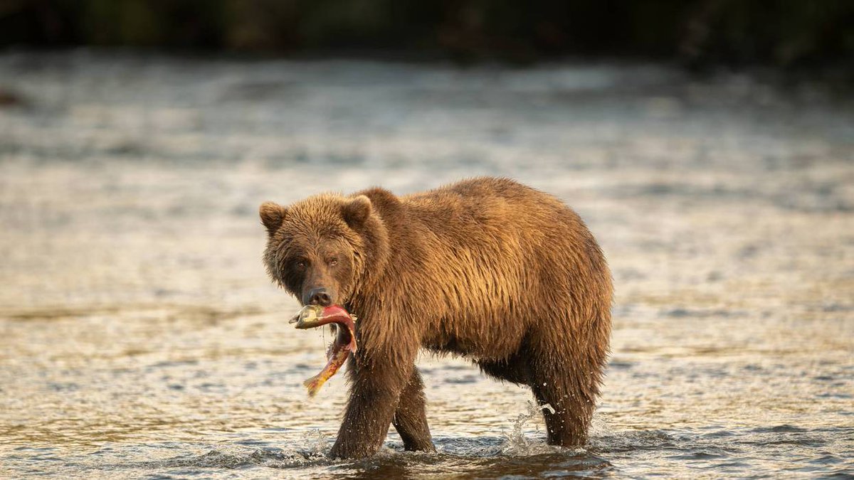 KCBSRadio's tweet photo. WEEKEND WALLET: What financial lessons can we take from Fat Bear Week?
https://t.co/34oZMVn8N4 https://t.co/3EMTGThu92