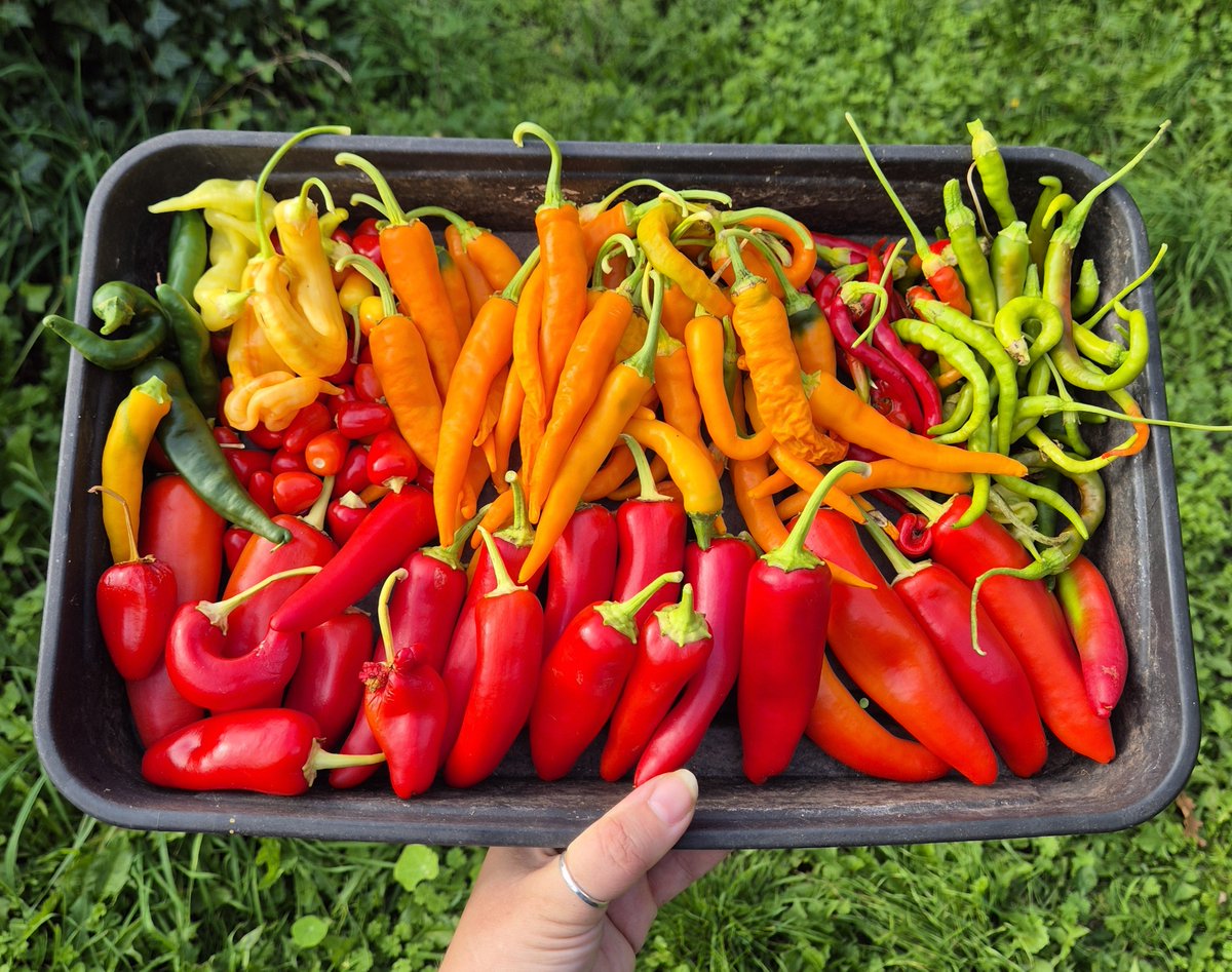 lovely_plot's tweet photo. I’ve not really gardened this summer 🥹
My mind wanted to, but I hit a “gardening block” 🫠
But the chillies I sowed in January somehow kept growing despite neglect, sporadic watering &amp; heat and most days, they were my only reason to visit the plot ♥️🌶♥️
They look lush 😍 https://t.co/QbAunJ0tUP