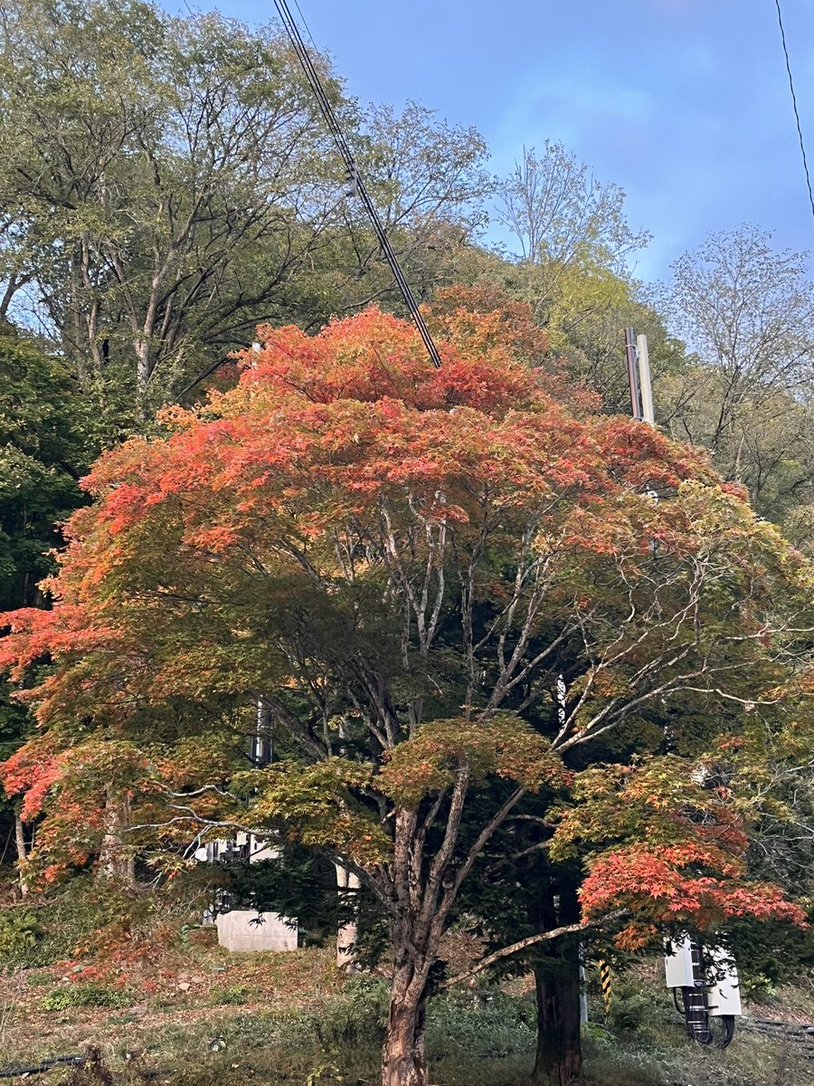 charloss_jp's tweet photo. だんだんと色づいてきました https://t.co/z5nSovUA50