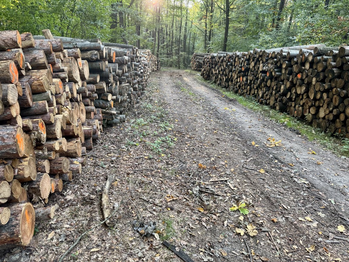 MWosPL's tweet photo. Uśmiechnięte wycinki Tuska. Ktoś pamięta jeszcze histerię sprzed 3 lat? https://t.co/bHVORD0eaM