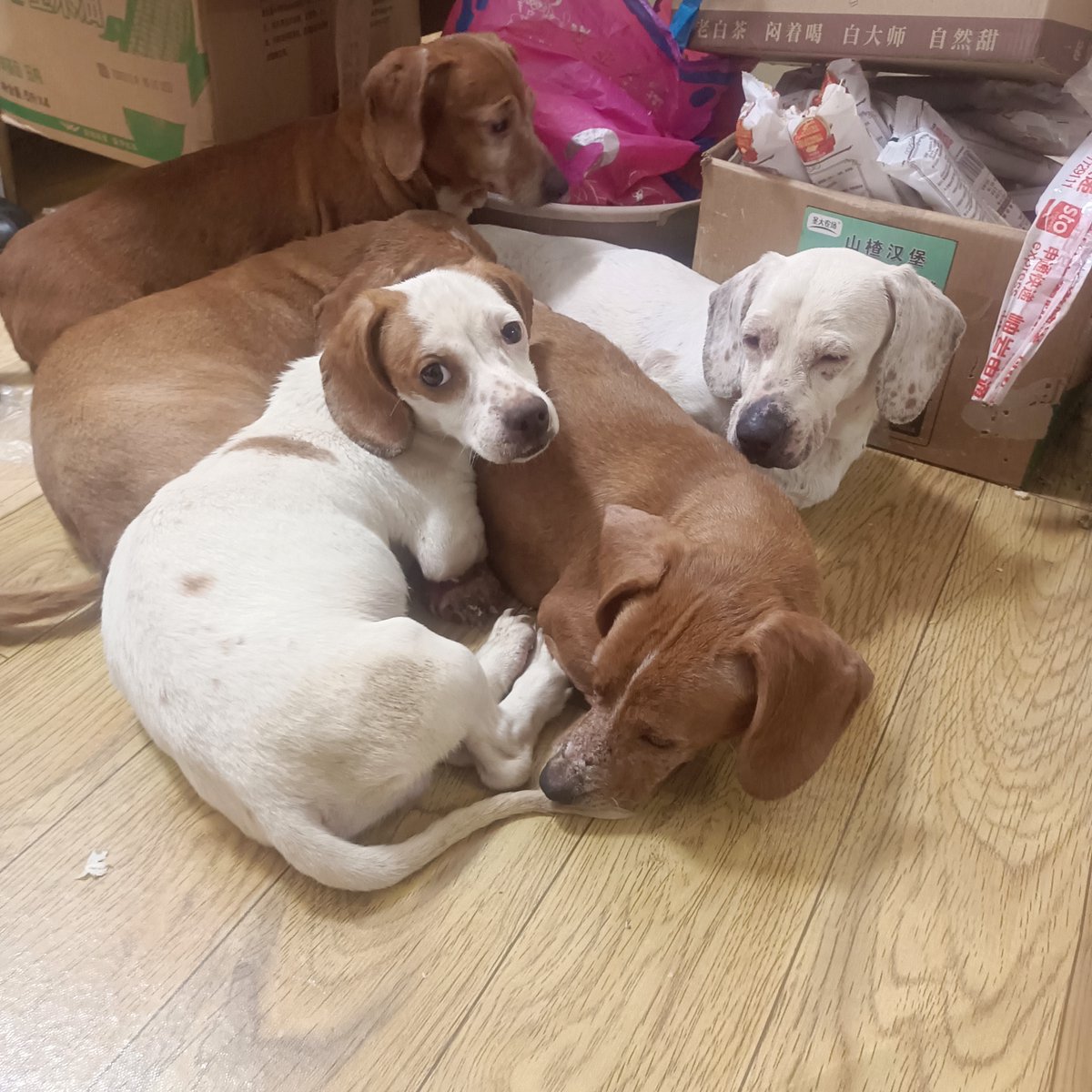 MarinMclelwq94's tweet photo. Mi perro Max pasó de un cachorro pequeito a un hermano inseparable en solo un ao! Cada maullido y patita es un regalo. https://t.co/df2MGr5QYH