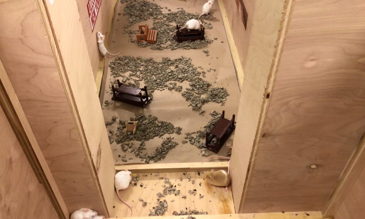 LiveONE_TV's tweet photo. The Capitol Mouse House is mid-“renovation.” 

The old blower is out. A larger, more powerful fan is going in. A bigger American flag is going up for the 8-by-5½-foot structure that houses real rodents.

@DION_POWELL00 says the upgrades "are necessary because things were rushed when the Mouse House was built. 535 has started and we have a new shipment of rodents coming."

#RodentsRunCongress  #Vote