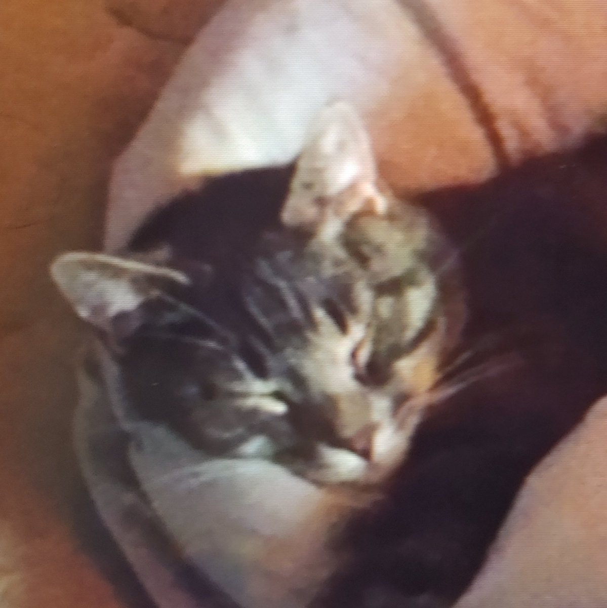 metsuokami's tweet photo. I had this guy for 12 years.  I woke up this morning and he had disappeared.   Bye my precious kitt 😭 https://t.co/PLhPAk53kE