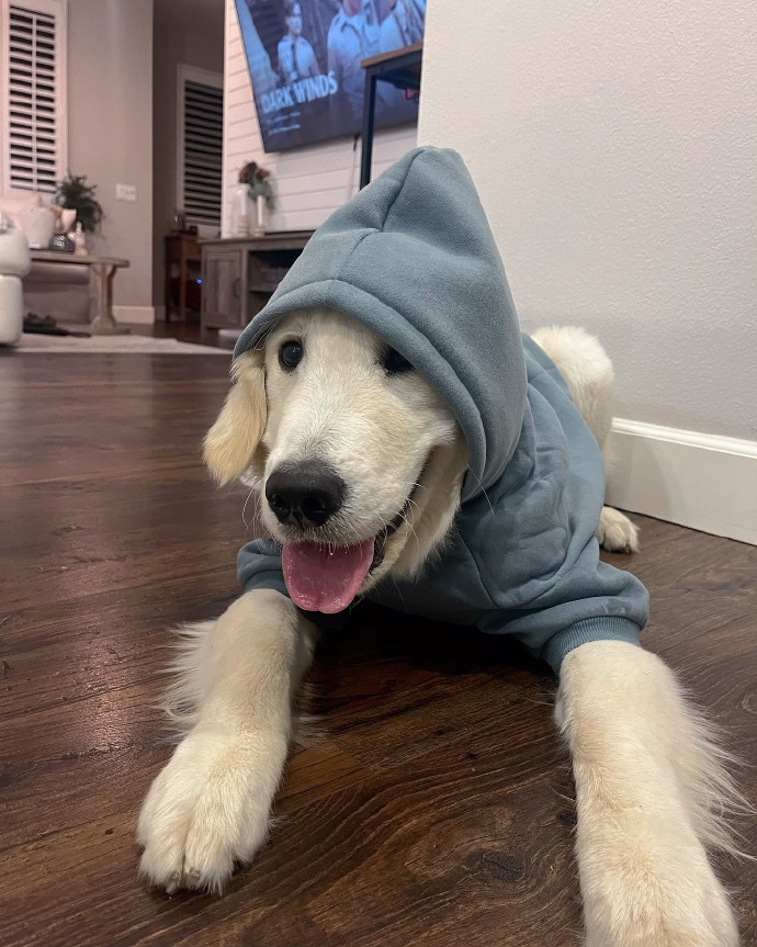 FaithWylieiuie's tweet photo. Mi perro me esperó cada noche en la puerta, con solo su presencia me curó el corazón agotado.  #MascotasAmigas， https://t.co/c78aHzj0yf