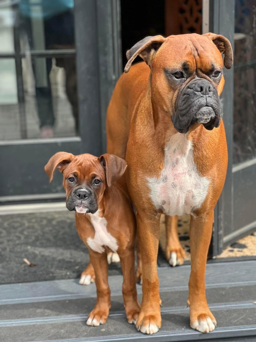 inntothenight's tweet photo. One of my favorite pics of Zeus and Luna
#boxerpuppy #boxerdogs #boxerlife
#boxerlovers #boxersrock #boxersoftwitter #boxerdogsoftwitter #dogsoftwitter #dogsofx https://t.co/5IwyvWd0tQ