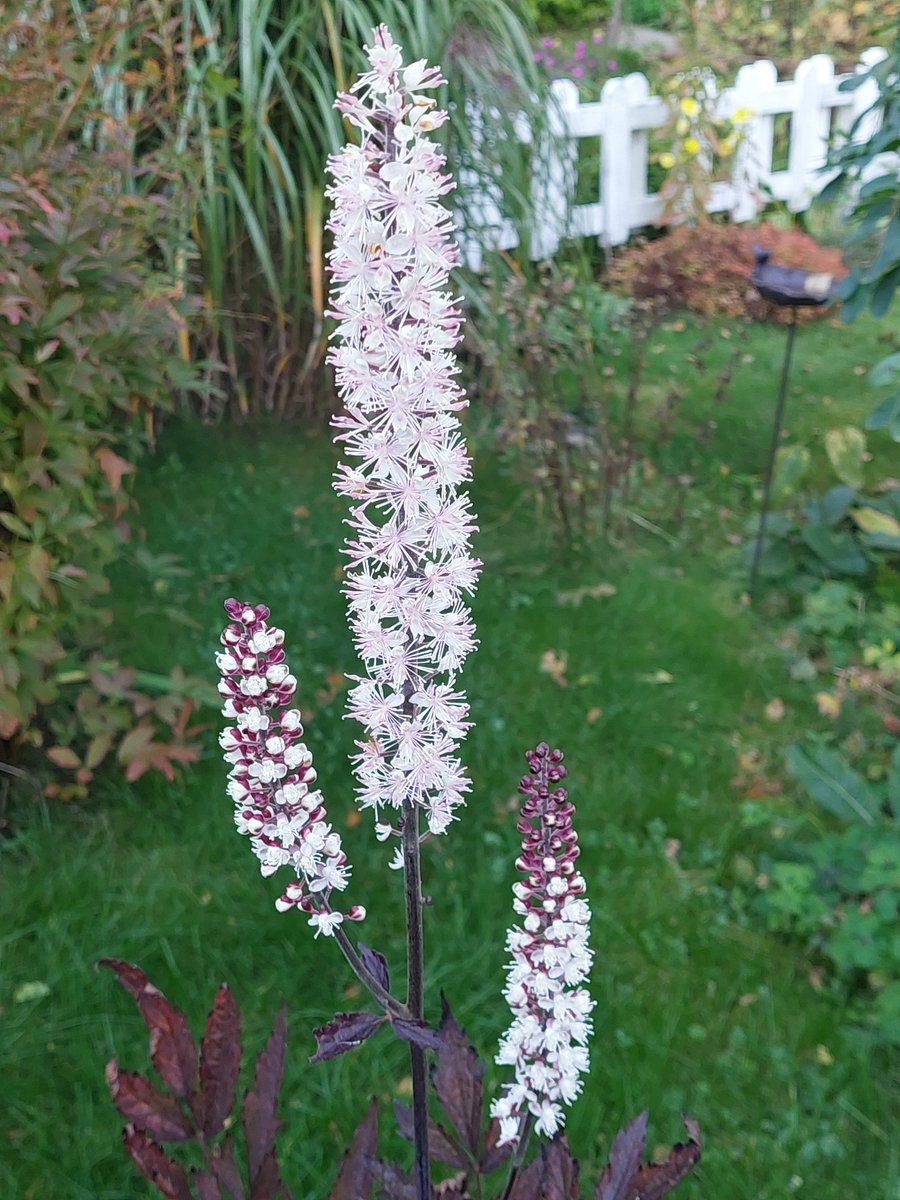 TeTompa1000's tweet photo. Autumn is here and the autumn silveraxe is blooming https://t.co/XDBi9oOylU