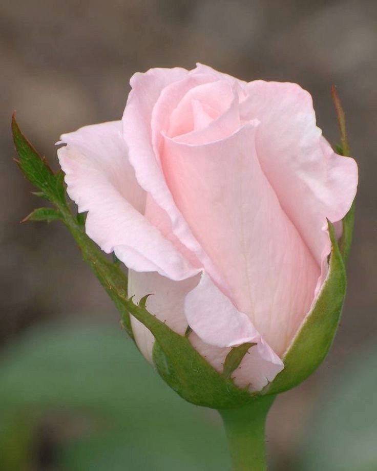 floralapine's tweet photo. https://t.co/EGQPLCRl2Q
