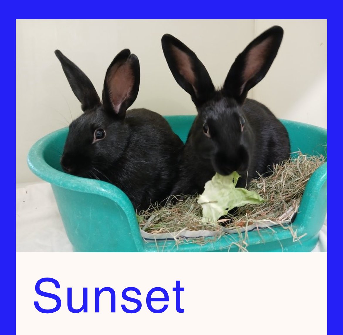 crescentmoontea's tweet photo. started looking at rabbits on the RSPCA website and made myself cry https://t.co/m089Fn5IjI