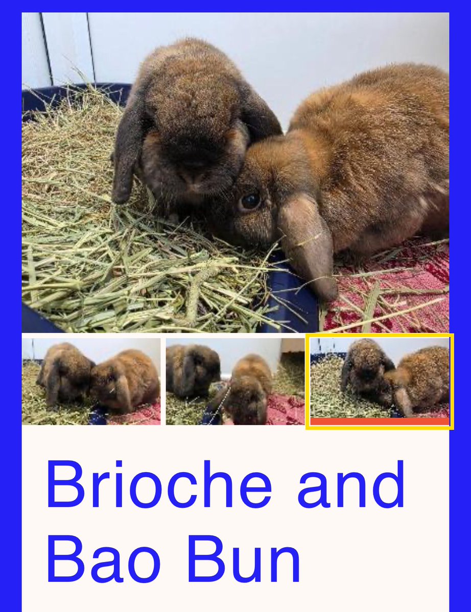 crescentmoontea's tweet photo. started looking at rabbits on the RSPCA website and made myself cry https://t.co/m089Fn5IjI