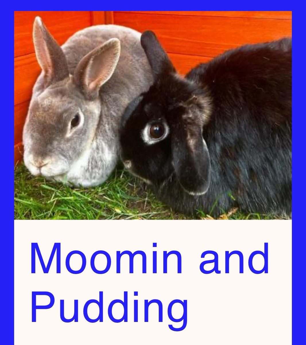 crescentmoontea's tweet photo. started looking at rabbits on the RSPCA website and made myself cry https://t.co/m089Fn5IjI