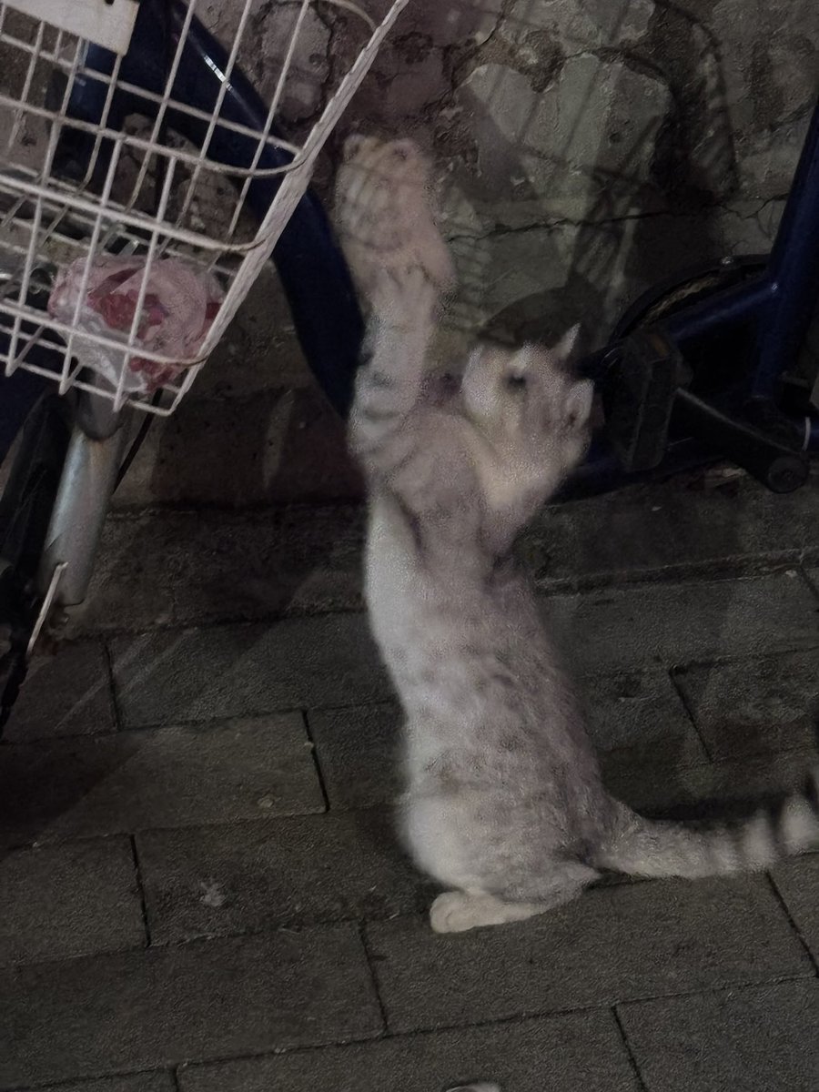 catwiip's tweet photo. o(≧v≦)o #猫 #小猫 https://t.co/LlyyCorfnp
