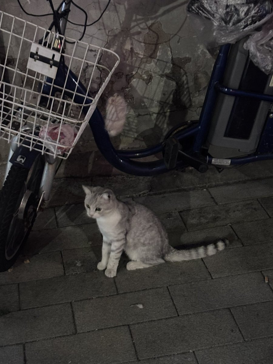 catwiip's tweet photo. o(≧v≦)o #猫 #小猫 https://t.co/LlyyCorfnp