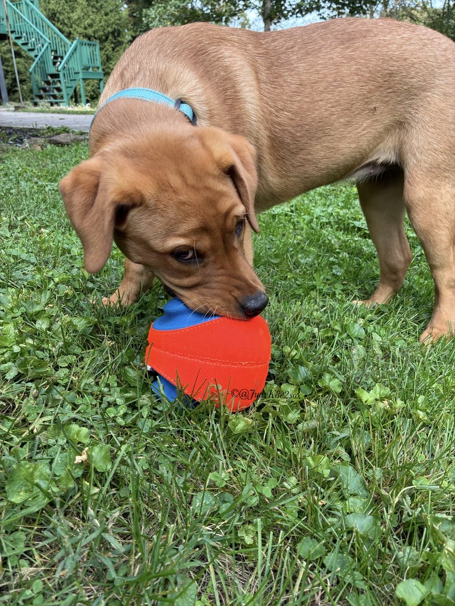JudyK8e2sox's tweet photo. #SaturdaySideEye
Yup, I gots a new ballee 😎😉
#dogsoftwitter #EnglishFoxRedLabPuppy #dogsofx https://t.co/h8hXCH7mju