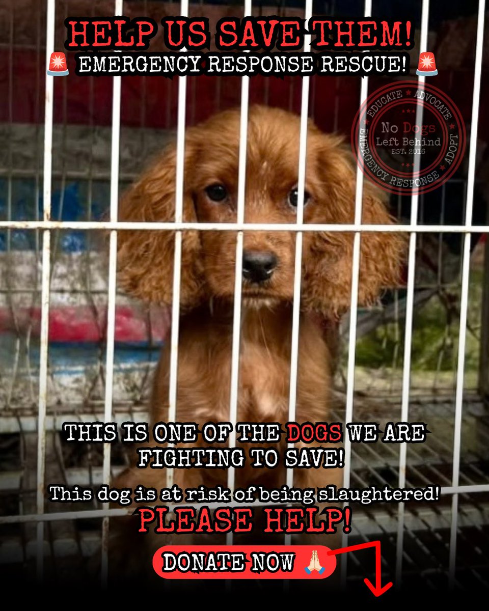 NDogsLB's tweet photo. Look into their eyes—they are sick, terrified, and running out of time. 💔 This dog is just one of many we’re fighting to save in our 3rd emergency rescue in 2 months.

We desperately need emergency funds to rescue, treat, and feed them before it’s too late. https://t.co/xJWYF2pLBn