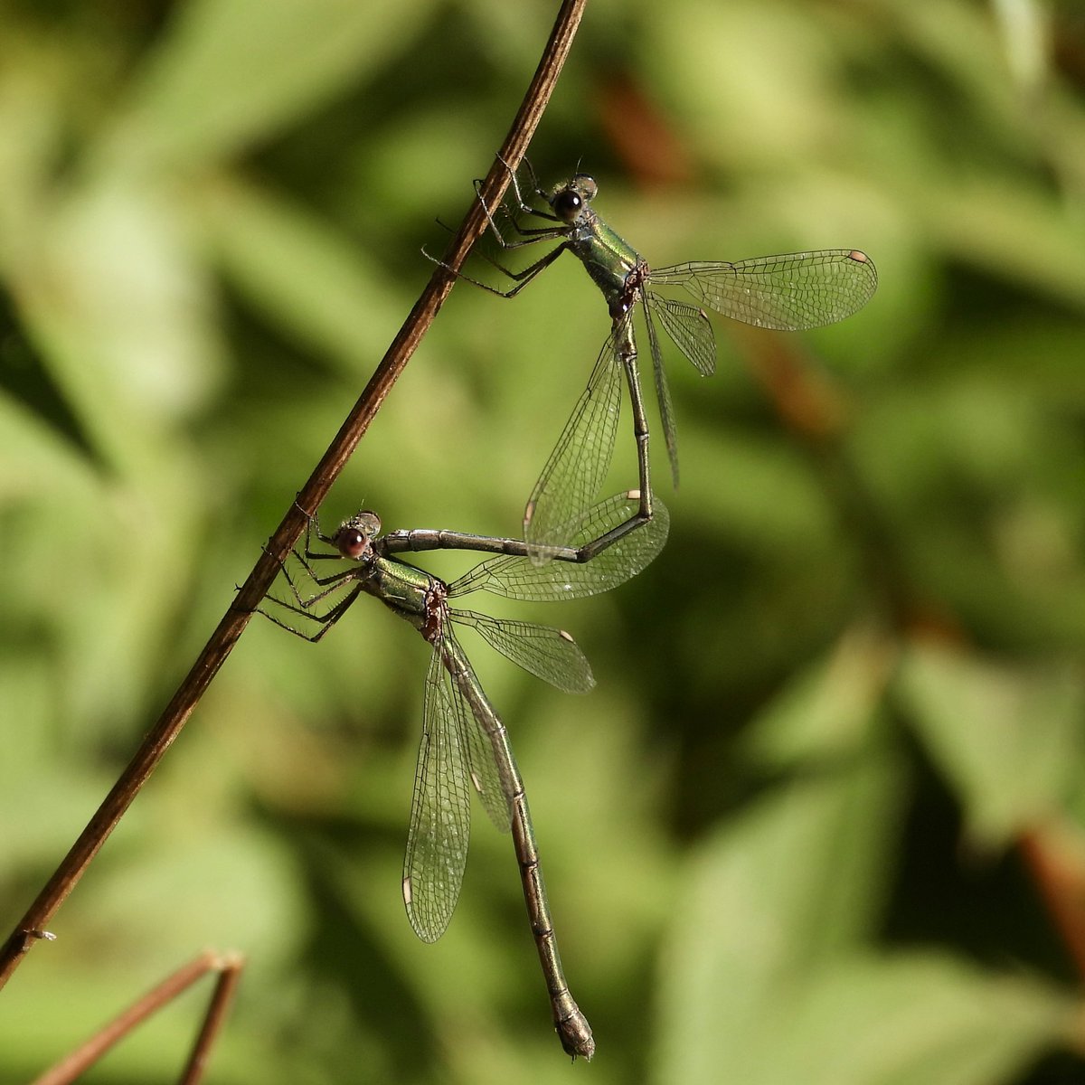 PatHogarth's tweet photo. Odonata out in the sun @tophilllow , him ‘n’ her Willow Emeralds &amp; Migrant Hawkers @BNAscience @Britnatureguide @BDSdragonflies @BDSYorkshire @YorkshireWater #TwitterNatureCommunity https://t.co/y1lqfKBR3n