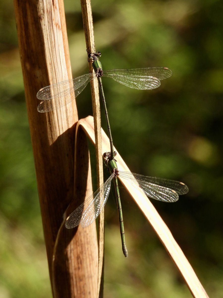 PatHogarth's tweet photo. Odonata out in the sun @tophilllow , him ‘n’ her Willow Emeralds &amp; Migrant Hawkers @BNAscience @Britnatureguide @BDSdragonflies @BDSYorkshire @YorkshireWater #TwitterNatureCommunity https://t.co/y1lqfKBR3n