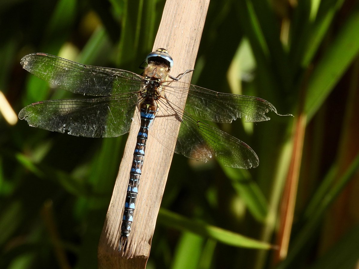 PatHogarth's tweet photo. Odonata out in the sun @tophilllow , him ‘n’ her Willow Emeralds &amp; Migrant Hawkers @BNAscience @Britnatureguide @BDSdragonflies @BDSYorkshire @YorkshireWater #TwitterNatureCommunity https://t.co/y1lqfKBR3n