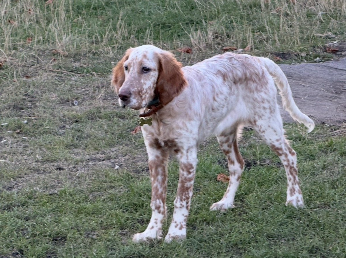 millypod1's tweet photo. TINTA HOME SAFE. THANKS FOR RT's 😊🐕🐾

🆘2 OCT 2026 #Lost Tinta #ScanMe
YOUNG English Setter Female #PUPPY
Elverson Road #Lewisham #London #SE8 #GreaterLondon 
https://t.co/NQ7h2YRbaH https://t.co/YzkWftAVEz