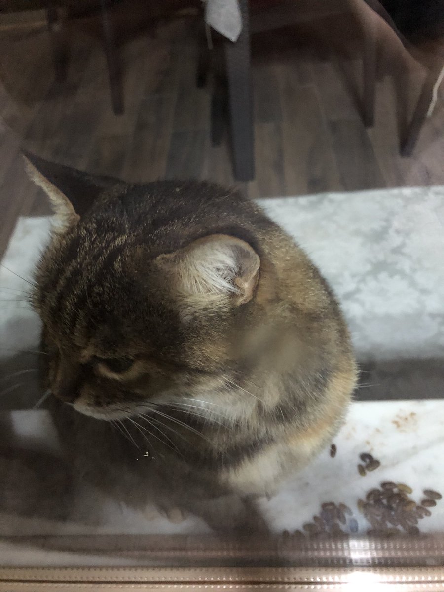 Bettyybeg's tweet photo. Bunlar da baş belaları. Yanımda mama getirmeyi unuttum maalesef ev ilaçlanınca acele çıkmıştım. Neyse bişeyler buldum yediler ama asla beni rahat bırakmadılar jfjdjd https://t.co/zxVKJFkQbC