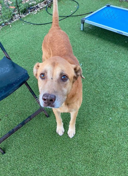 A tan dog with a gray muzzle looks up at the camera while standing on artificial grass, with a chair and blue dog bed nearby.