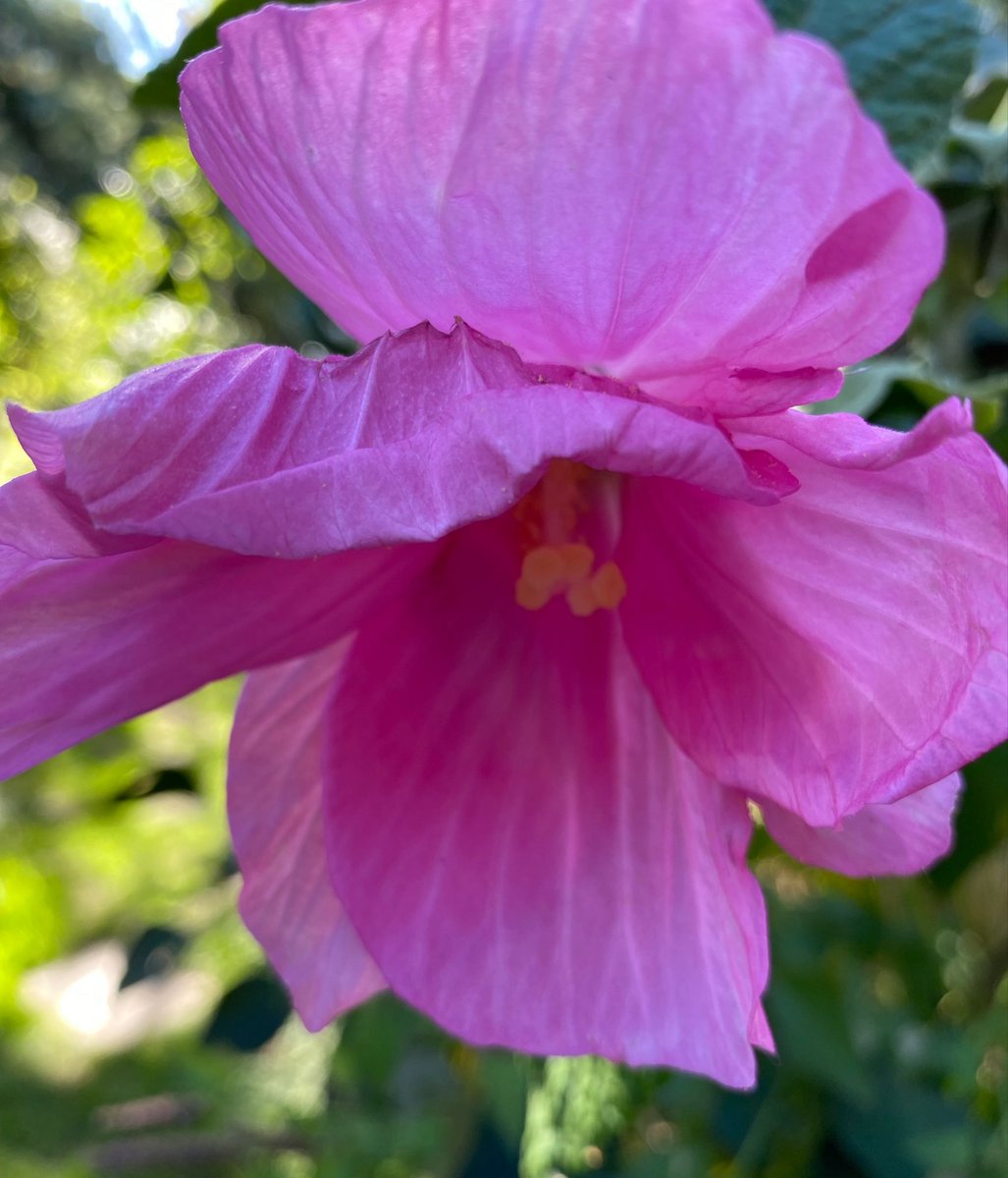 bellewitch66's tweet photo. One of the last Rose Mallow blooms #NativePlant π https://t.co/IxaI3UrdWR