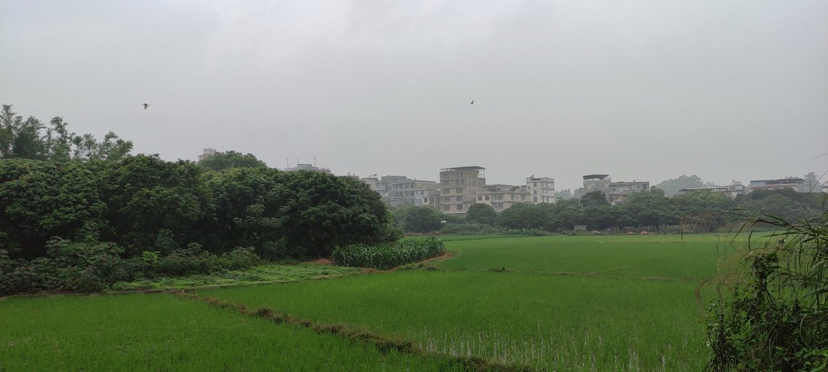 RhythmSniphzww's tweet photo. [During rainy days, squat by the dark rice fields to wait for the sun.]， https://t.co/glORV1YkQs