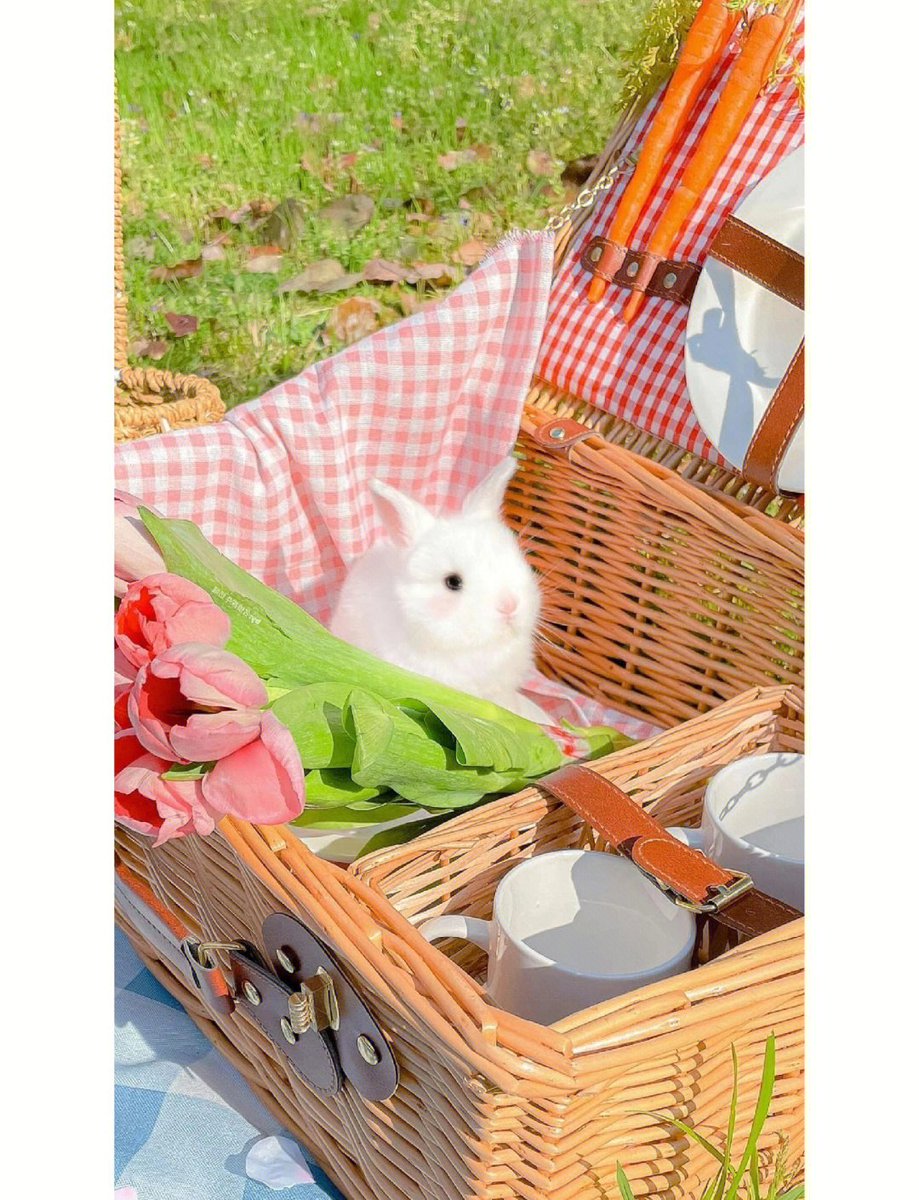 StreakSnipszqb's tweet photo. "Hey, my candid companion brought a fake rabbit for the simple picnic—so cute and interesting! "， https://t.co/f9X9MprCn0