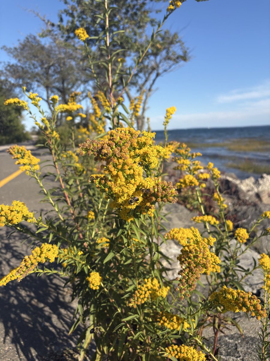 A close-up of yellow wildflowers growing beside a paved path along the water on a sunny day. Bees are visible among the flowers, with trees, shoreline, and blue sky in the background. No text is visible.