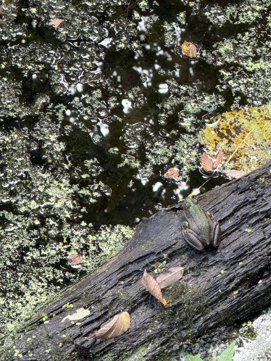 zeitgeistlens's tweet photo. Saturday 3 October 2026 | Taking things slow.. Listening more. Breathing deep, into the woods I go. https://t.co/HC48G0OIfs