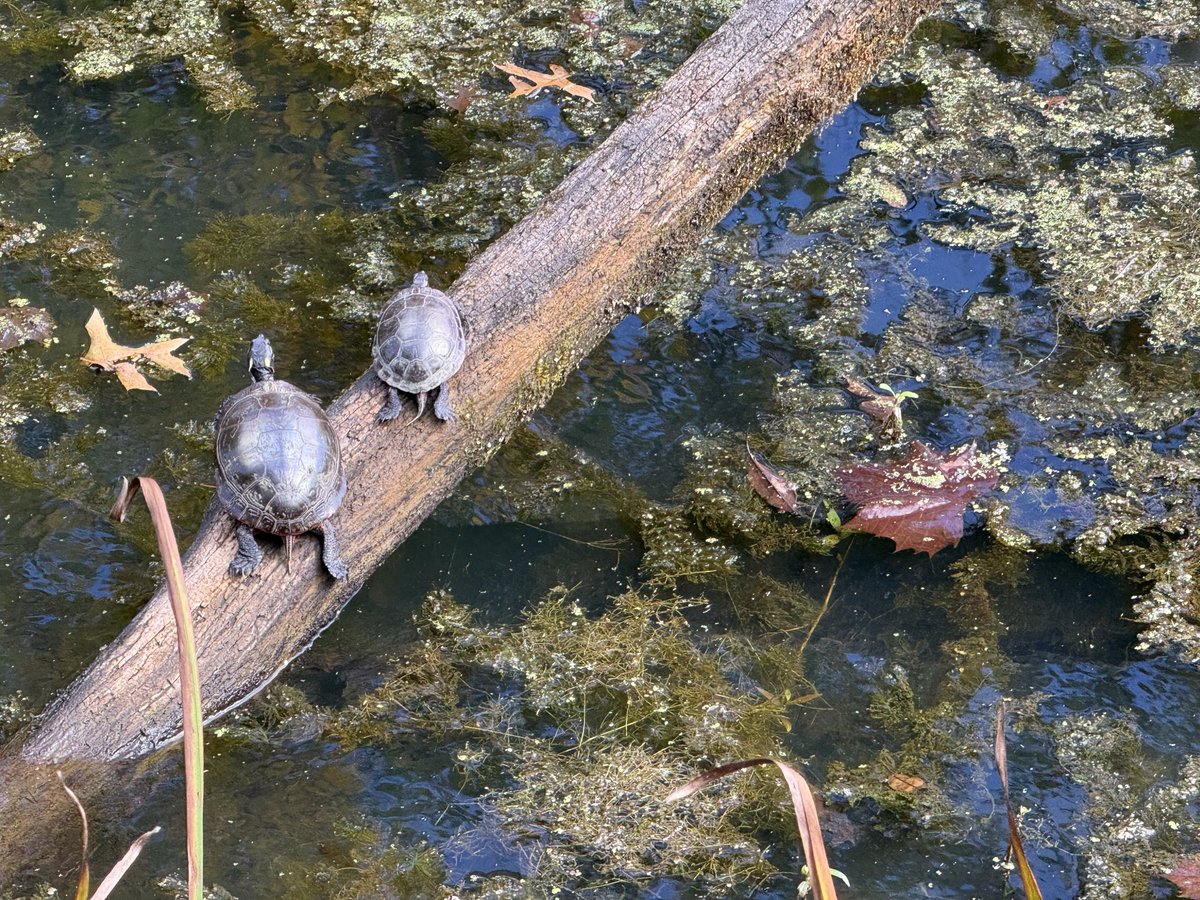 zeitgeistlens's tweet photo. Saturday 3 October 2026 | Taking things slow.. Listening more. Breathing deep, into the woods I go. https://t.co/HC48G0OIfs