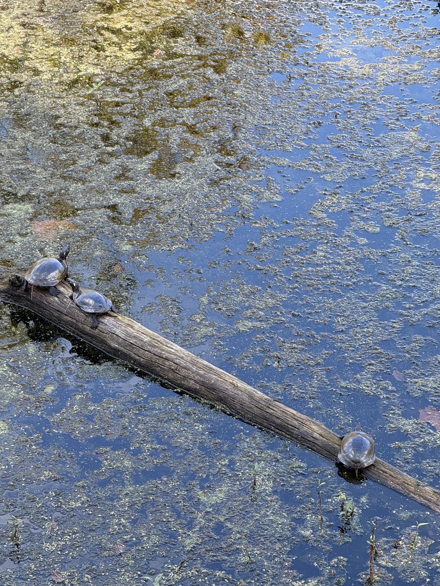 zeitgeistlens's tweet photo. Saturday 3 October 2026 | Taking things slow.. Listening more. Breathing deep, into the woods I go. https://t.co/HC48G0OIfs