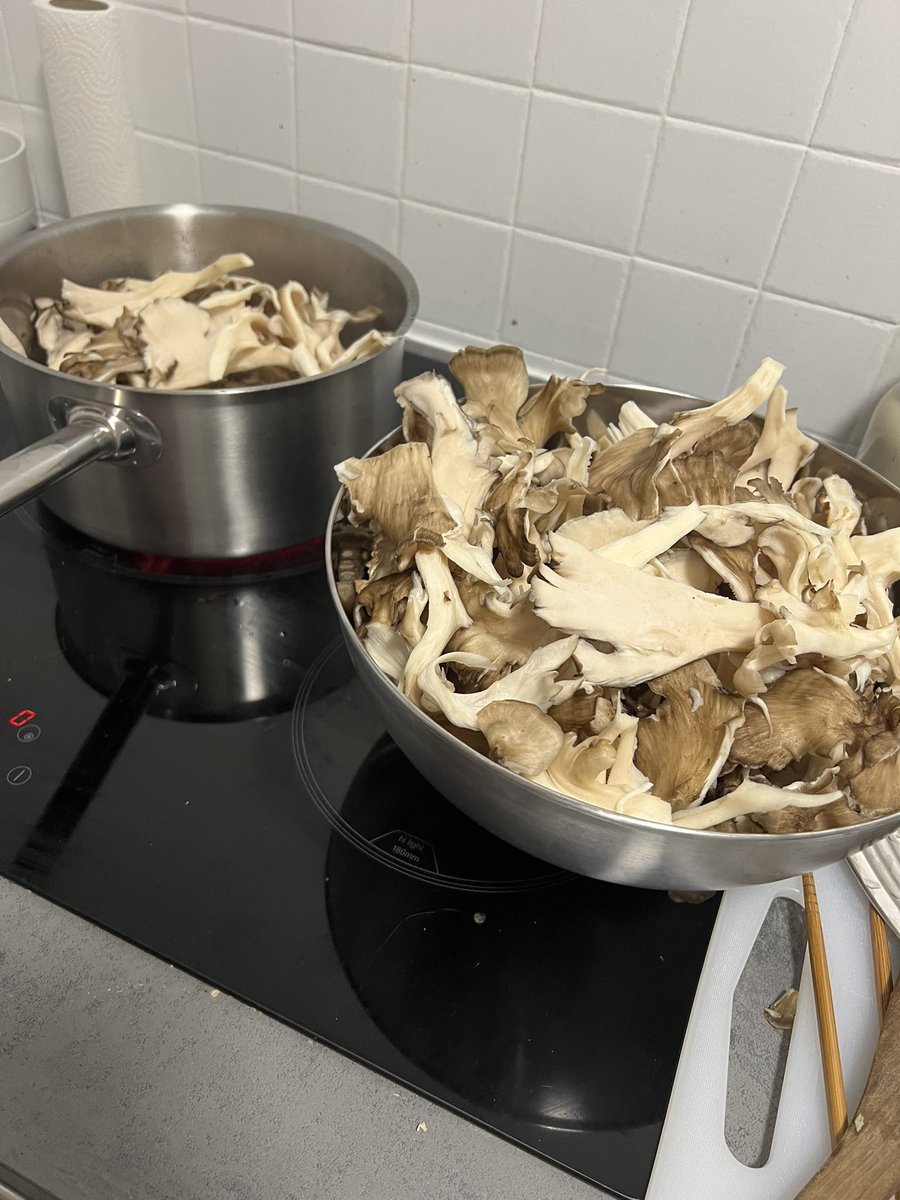 exfaisteion's tweet photo. Ce soir je fais les polypes en touffe trouvés dans la forêt, soit ça va être délicieux, soit demain je vais pas sortir de l’appart https://t.co/pT7v5Z2Mn2