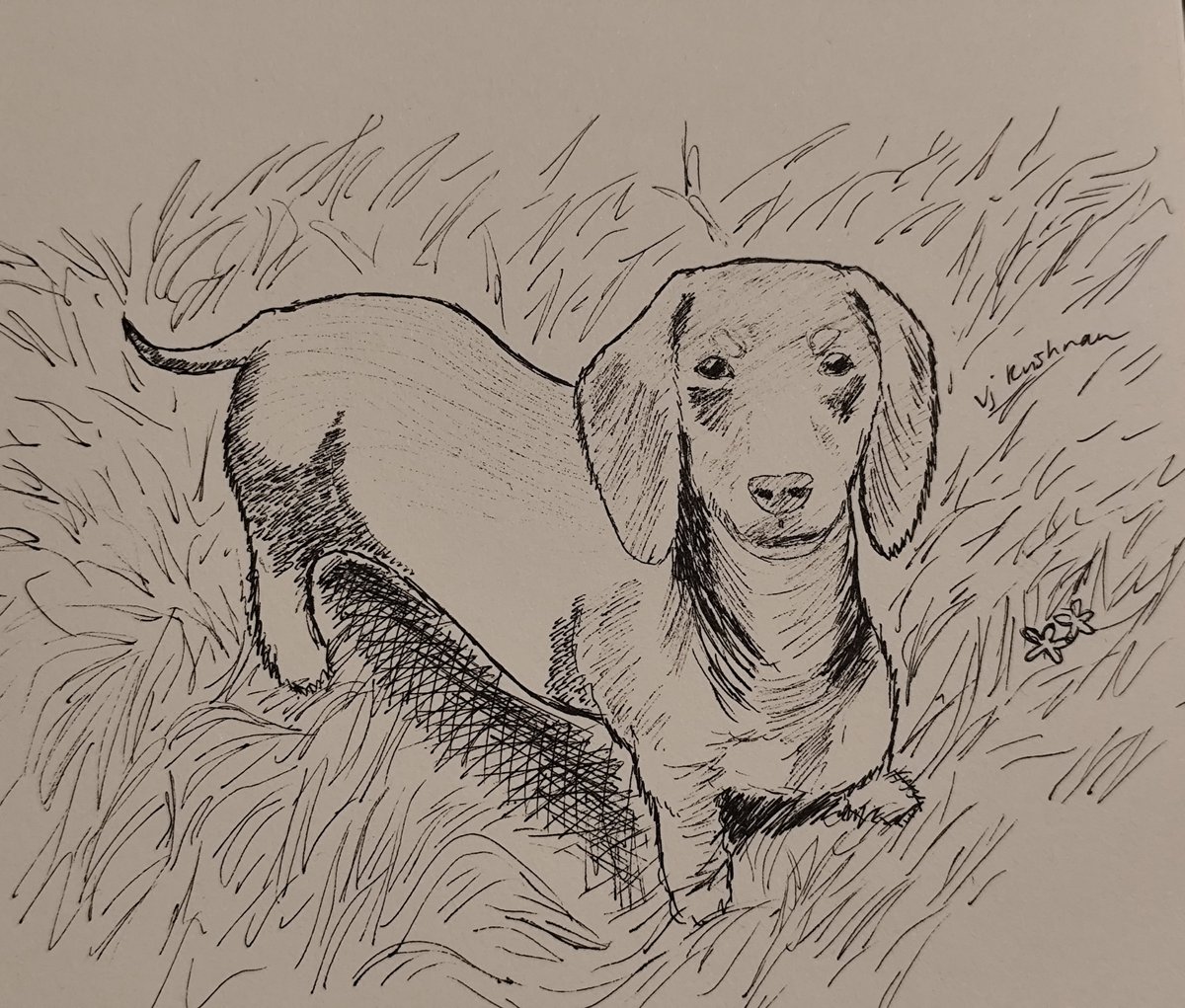 VjKrishnan957's tweet photo. Day 3 of #inktober: #miniature dachshund 
#inktober2026 https://t.co/gK9byTAkNP