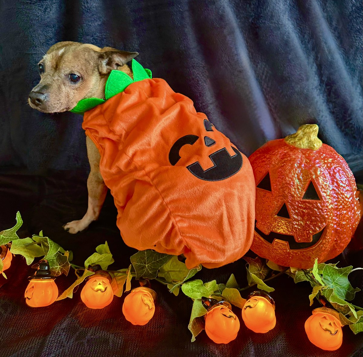 sarahanunn's tweet photo. It’s the 3rd day of #Octoberween!
It’s time to go to the pumpkin patch &amp; choose a Halloween jack-o’-lantern!
I think I’ll pick the Eli-o’-lantern! It’s the one on the left &amp; it’s perfect!
🎃🎃🎃
#RescueDog #SeniorDog #SeniorPupSaturday #HalloweenIsComing #SamhainIsComing https://t.co/XE1q274pe3