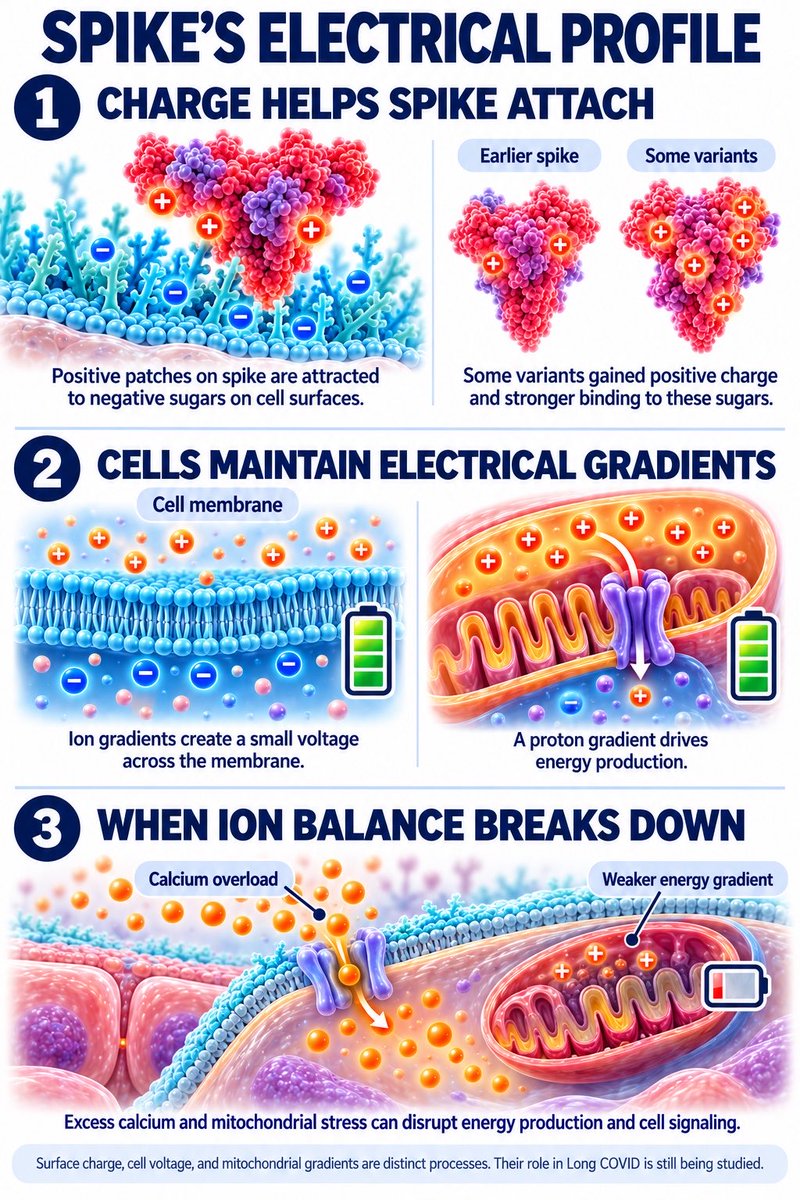 CaseySapp's tweet photo. The Electrical Profile of the Spike Protein

The spike protein is odd because most viruses bounce off the blood-vessel wall. Those viruses are covered in minus signs. The wall’s fuzzy coat is also covered in minus signs. Minus pushes minus away. The spike’s tip is covered in plus signs, so it sticks to that fuzzy coat.

The body keeps plus and minus apart, like a battery:

•The fuzzy coat on the blood-vessel wall is minus, so it pushes bad stuff off the wall.
•The cell skin holds plus on one side and minus on the other. That gap is a tiny voltage.
•The power plants inside the cell work only if plus stays piled on one side of their wall.

What the spike does:

•Its plus tip sticks to the minus coat on the blood-vessel wall.
•The same spike also fits two other handles on the cell. Most viruses fit only one.
•A tip that has snapped off the virus still sticks to the coat and still causes the damage.
•Later spikes added more plus signs, so they stick harder to the same minus coat.
•Stuck there, it tells the cell to scrape off the fuzzy coat. The wall leaks, calcium floods in, the power plants lose their plus pile, and the gaps between cells open.
•Once the coat is gone, the spike sticks harder to the bare wall. The damage makes the next stick easier.
So the spike is unique because it arrives already able to stick to the blood-vessel coat, keeps working after it breaks off the virus, and gets the cell to peel that coat away.

Relevance to micro-currents and restoring a healthy electrical profile in the body:

The damage is a plus tip stuck to the minus coat, then calcium flooding in and the cell’s power plants losing their plus pile. 

A small electrical current pushed across the cell skin *does seem* like it is capable of shoving plus and minus back to opposite sides and rebuilding that tiny voltage.