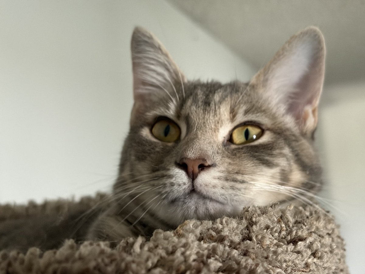 Siriu7BlueMike's tweet photo. 🐾Luna🐾 https://t.co/8PLJtyXK4C