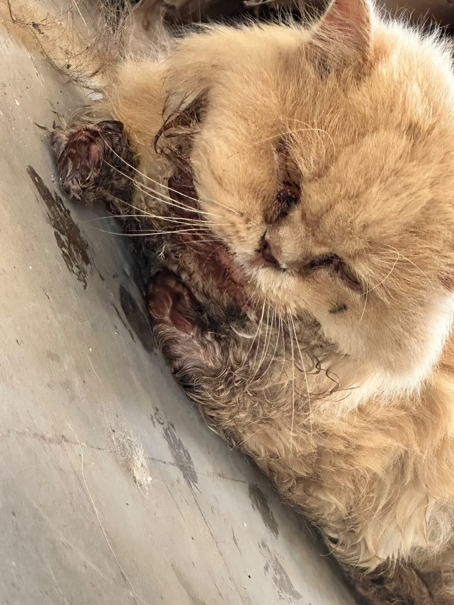 HomeStrays's tweet photo. Bubbles, another victim of neglect & abuse. The lady who had Bubbles for 7 years abandoned him because she was apparently 'too busy to deal with his situation'. It's not like she couldn't afford treatment. I could sense arrogance & carelessness in her voice. But I didn't know that the situation was this bad. When we received Bubbles we were shocked, his furr was matted, he was covered in his urine & feces, but what's even more heartbreaking was his wounds. They had rotted over time & the stench was unbearable. His wounds were infected already & there's a huge hole in his throat.
How can someone see a pet rot while living in the same house, how did they let it get so bad? 7 years were not enough for you to love an innocent animals?
Sadly, Bubbles is now at the mercy of kind people & the goal isn't too big. I'm trying to raise just $120 to cover initial treatment, bloodwork & clinic boarding for Bubbles. Even a $5 or share helps 🙏🏻 Let's come togather to give this baby another chance ❤️‍🩹⬇️
https://t.co/KvMg1egDSf