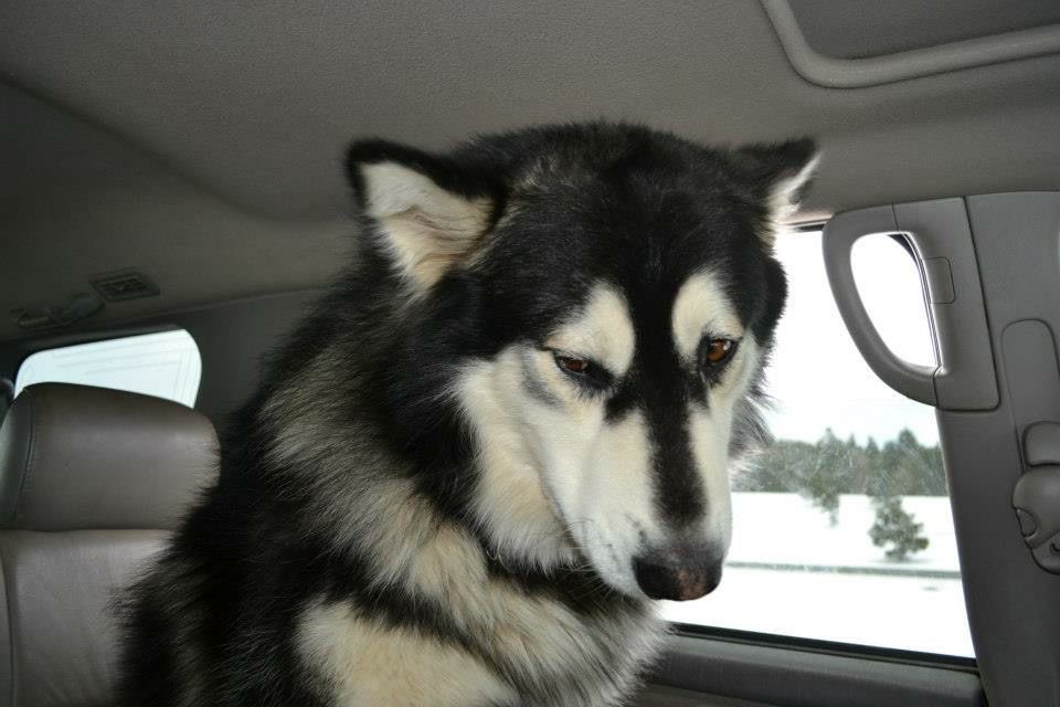 wearingantlers's tweet photo. actual photo of me being told no https://t.co/VcpLvoQrUu