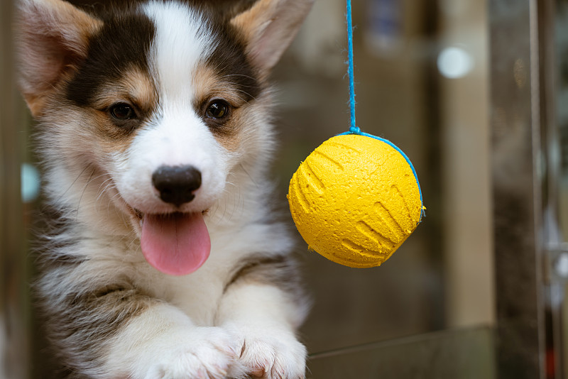 MichaelaHwc7c's tweet photo. Mi cachorro Loki tiene ya 6 meses, hoy aprendió a traer su pelota solo El crecimiento de estas pequeas cosas es lo más lindo! https://t.co/0PbLTUJb29