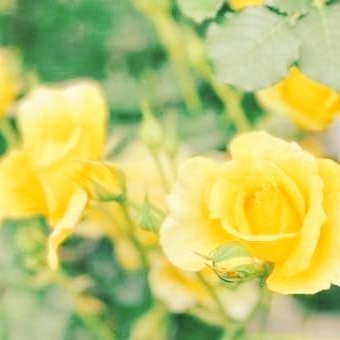 LpO4N22zw2cJjFy's tweet photo. だから、

神の国と その義とを

まず第一に 求めなさい。

マタイ6:33 https://t.co/5gR8Jy25i4