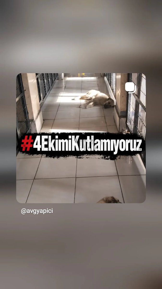 AvGulcinYapici's tweet photo. Çok şey ifade ediyor aslında 
Nasıl koruyamadıklarını , korunmadıklarını gösterir  utancın günü 

#4EkimiKutlamıyoruz https://t.co/yZFd9AazJX