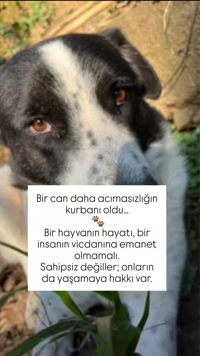 asyacina's tweet photo. Dünya sadece bizim değil; onlarla paylaştığımız ortak bir evdir. Bir canın hayatına sevgiyle dokunmak, onun gözlerindeki korkuyu güvene dönüştürmek, insanoğlunun bu dünyaya bırakabileceği en anlamlı izdir. https://t.co/aQ4fdhm9uW