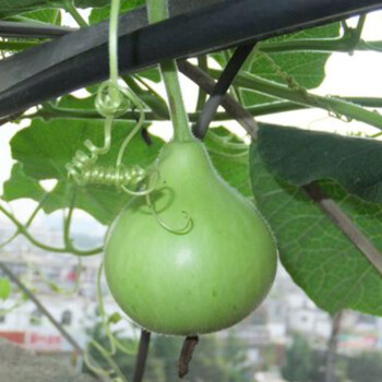 AwareSignajizp's tweet photo. [Shade gourd, I'm here for the cozy vibe!]， https://t.co/sHjsBt4A02