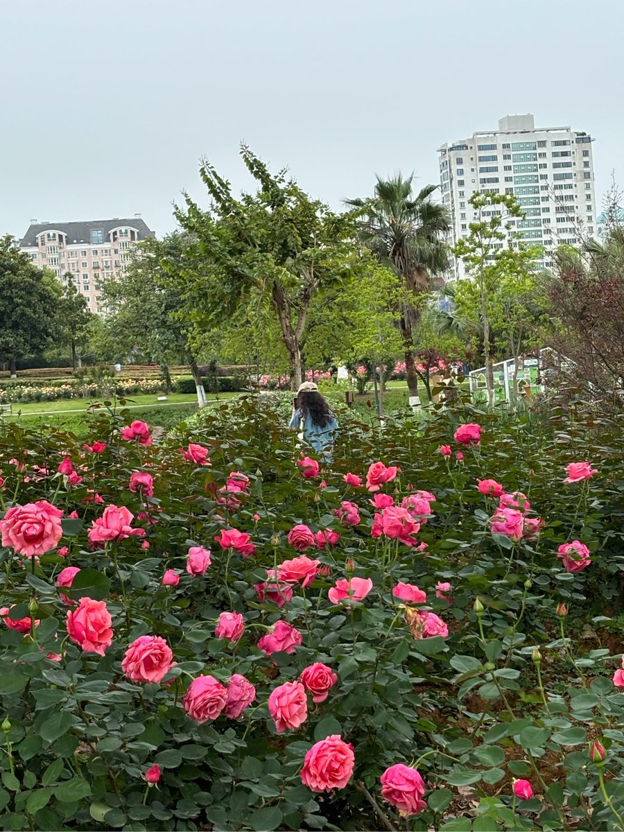 FionaKnighjqmm's tweet photo. El sol brillante y las flores en plena floración! La primavera llegó con su aire fresco y lleno de vida, perfecto para caminar por el parque. https://t.co/QMhl20wHC4