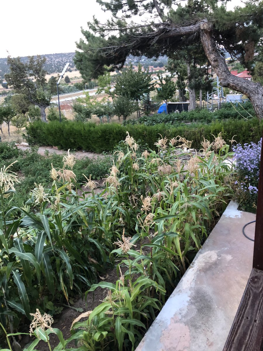 Bettyybeg's tweet photo. Bizimkiler bütün yaz bu bahçeyle uğraştı ama değmiş neyse kızmayayım bu sefer jfjfjf https://t.co/U7CC3gu4vz