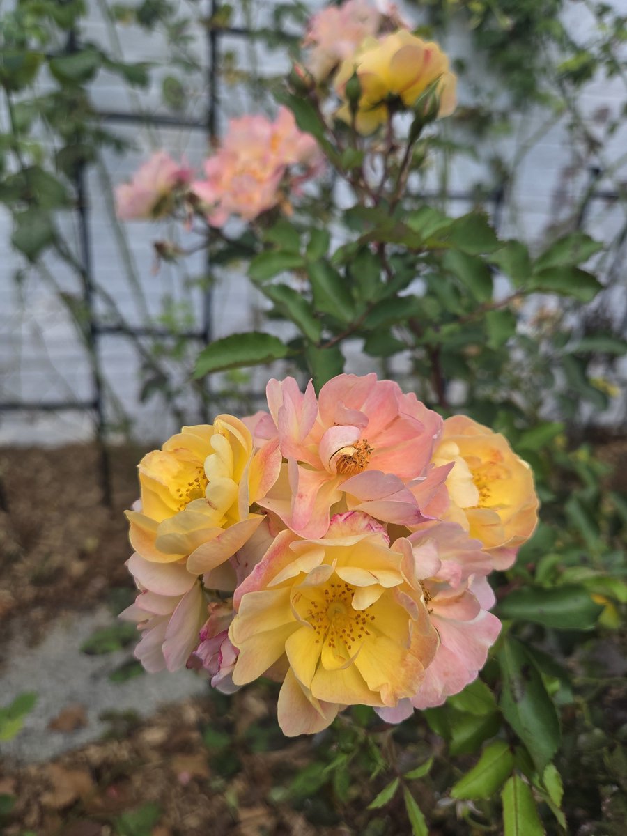 DanJKroll's tweet photo. Happy 261 days until summer to all who are counting. This is the "Colour Cocktail" rose. The blooms change color as they age, which you can see in this photo. This is vigorous grower, but the trade off is that there is no fragrance. 

#rose #flower #flowers #flowerphotography 🌱 https://t.co/9mSzNAhS2C