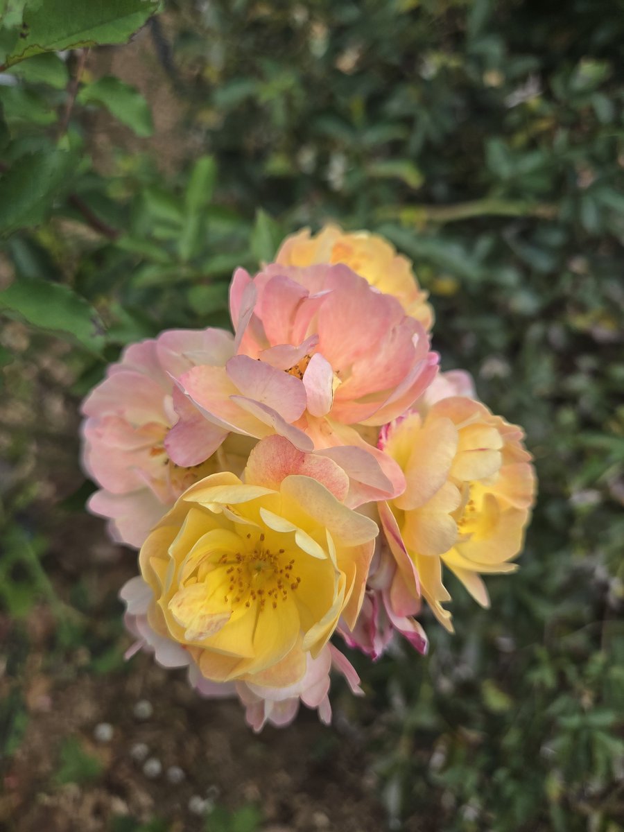 DanJKroll's tweet photo. Happy 261 days until summer to all who are counting. This is the "Colour Cocktail" rose. The blooms change color as they age, which you can see in this photo. This is vigorous grower, but the trade off is that there is no fragrance. 

#rose #flower #flowers #flowerphotography 🌱 https://t.co/9mSzNAhS2C