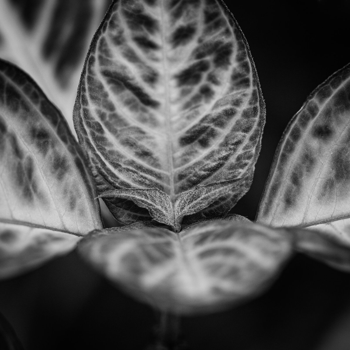 JohnGetchel's tweet photo. Today’s Challenge: BLACK &amp; WHITE  No colors.

No rules.
Just your view in shades of light and shadow.
Where’s yours?

Edit: I DID NOT use AI so why the heck is X labeling my photo AI? https://t.co/dBLmm7piD1