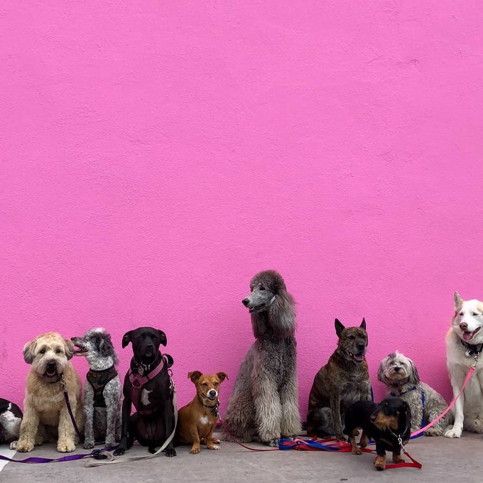 facefront_store's tweet photo. No need to queue, free UK shipping is on the house this weekend at https://t.co/GDktta30a8 🐾
#shopsmall #sustainablefashion #womenswear #menswear #pawsome #accessories #Giftsforher #tshirts #tea #chocolate #explore https://t.co/Dh4x80IQuC