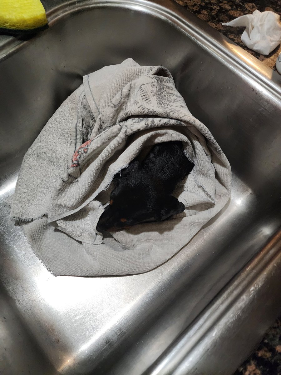 mawce_jpeg's tweet photo. @Blckrcksslowest Look at how he fell asleep in the sink tho https://t.co/9cSNkKfduc